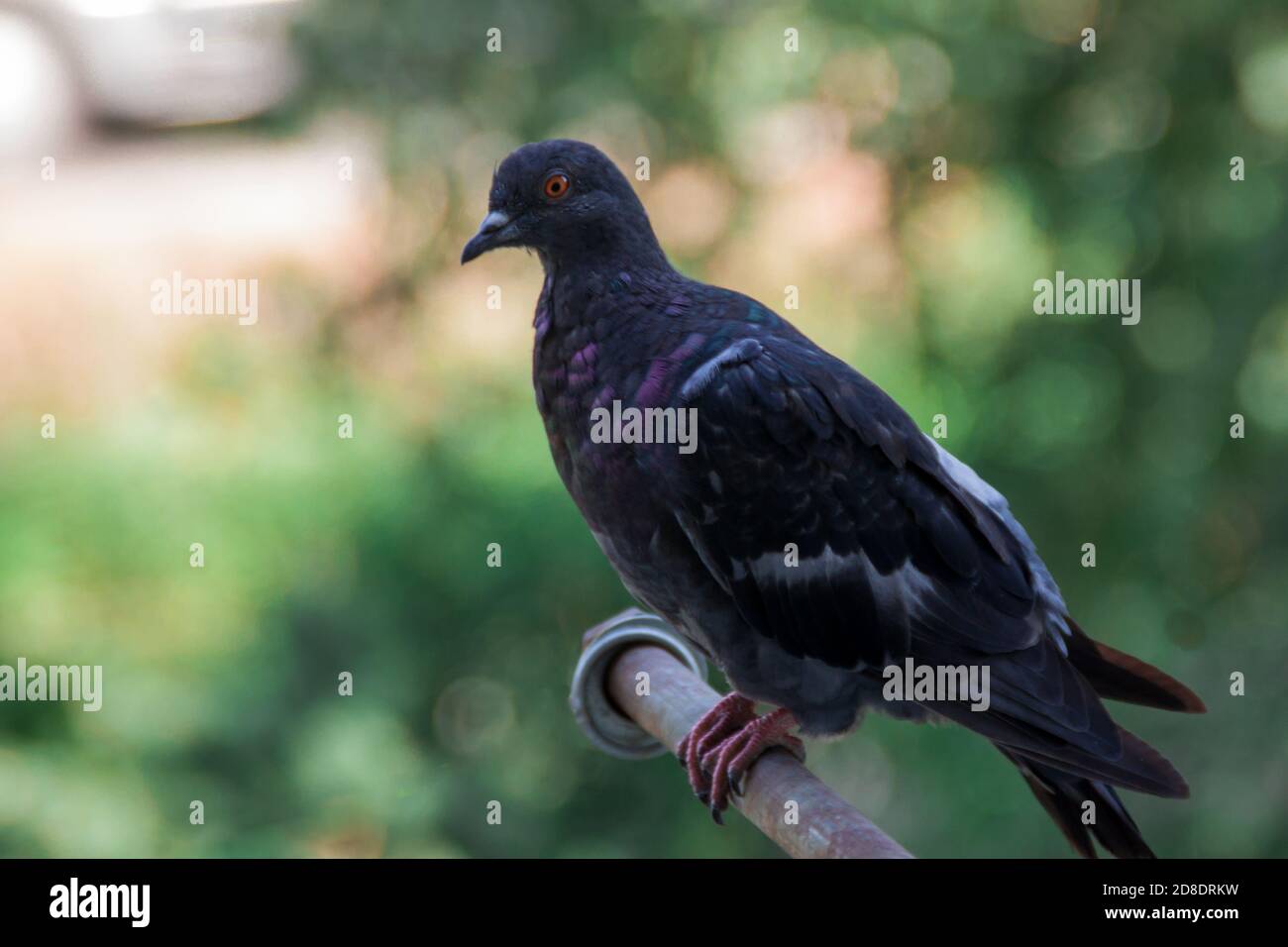 urban gray dove sits on the background of green foliage. Pigeon's feathering and orange eyes close up Stock Photo