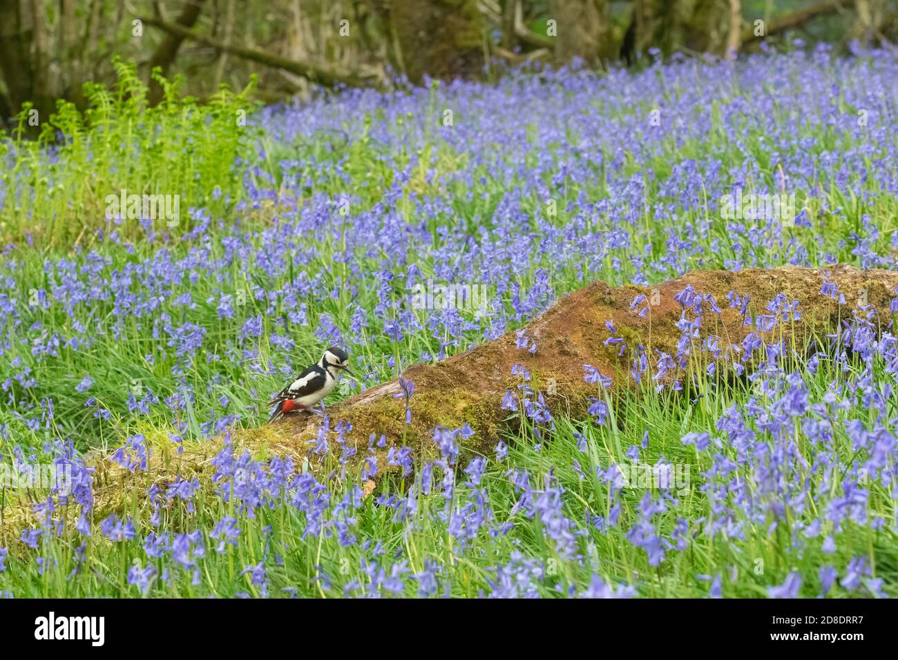 Greater Spotted Woodpecker on a log in bluebell woodland, Dumfries & Galloway, Scotland Stock Photo