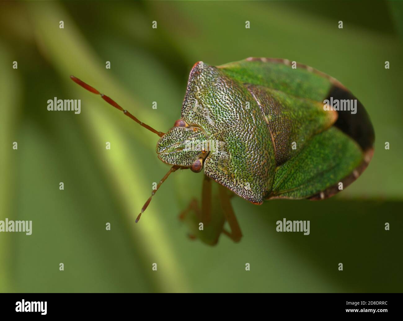 green shield bug close up in macro on grass stem Stock Photo