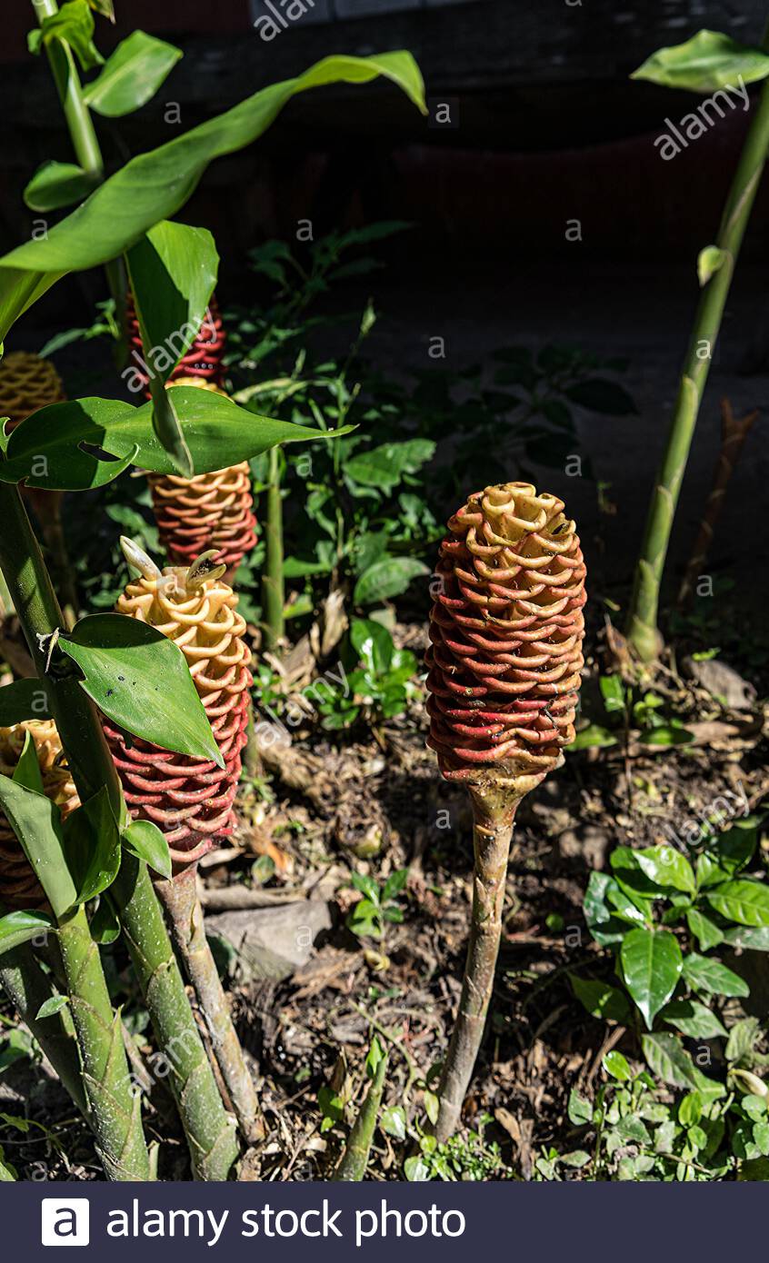 Maraca High Resolution Stock Photography and Images Alamy