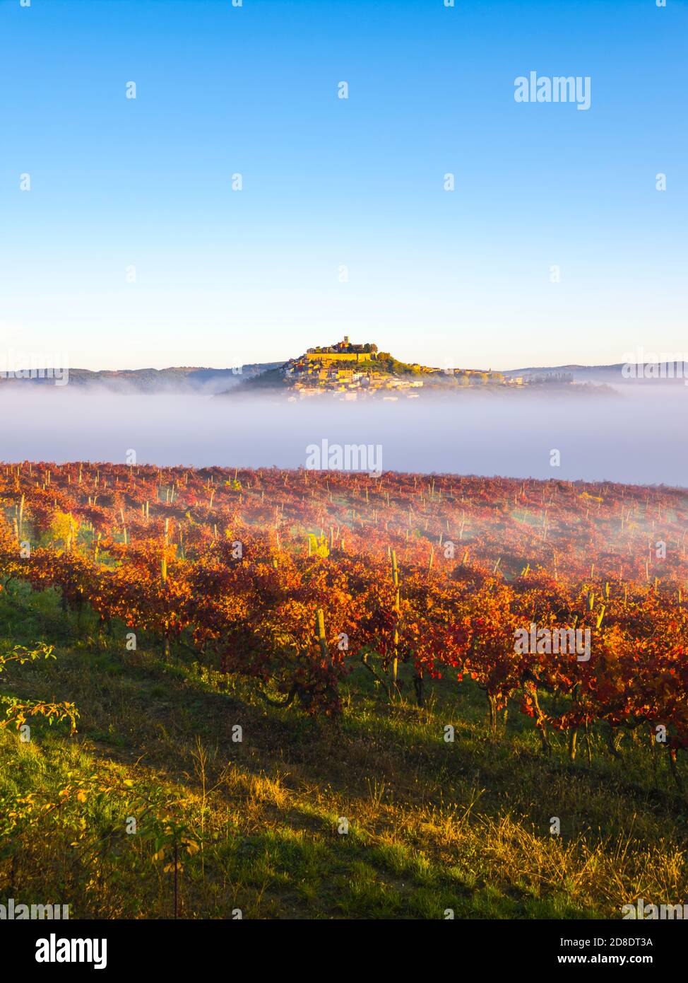 Red Autumnal vineyard leaves Motovun in Istria Croatia Europe Stock Photo