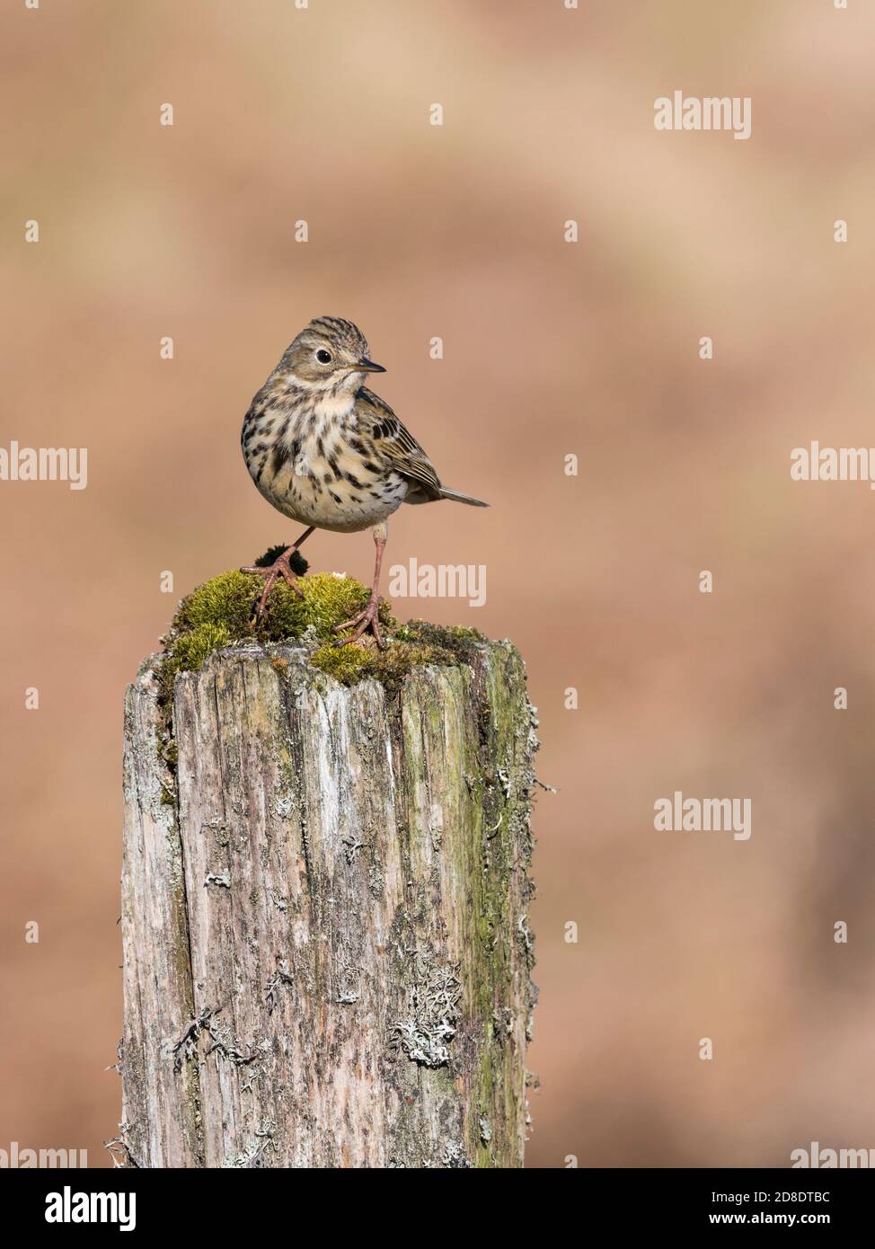 Meadow Pipit, Anthus pratensis, Dumfries & Galloway, Scotland Stock Photo