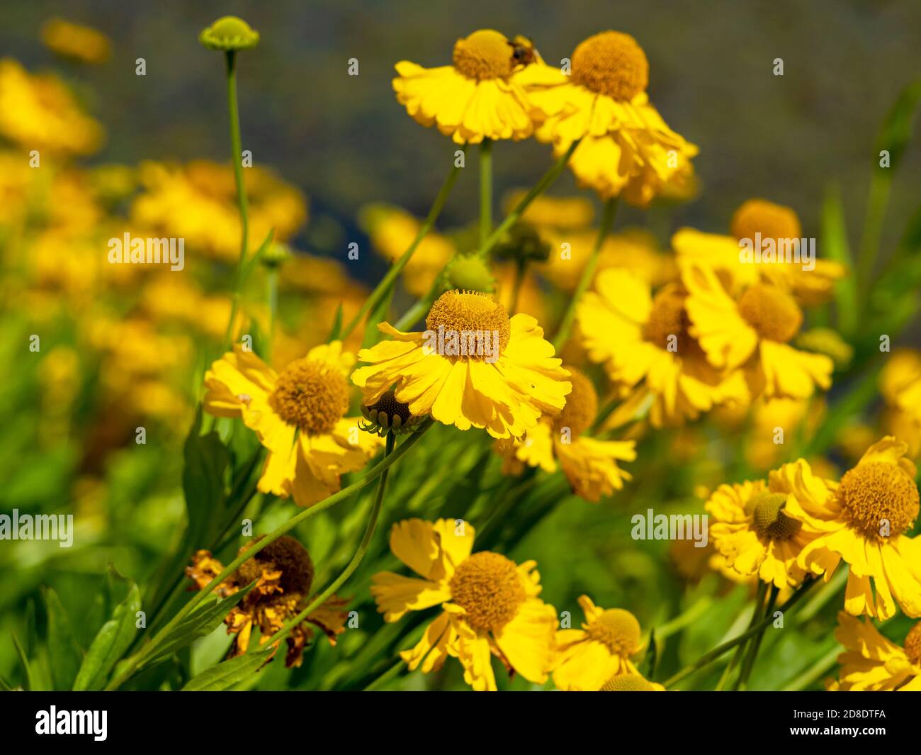 Bright yellow flowers of sneezeweed Helenium autumnale Pumilum Magnificum in a garden Stock Photo