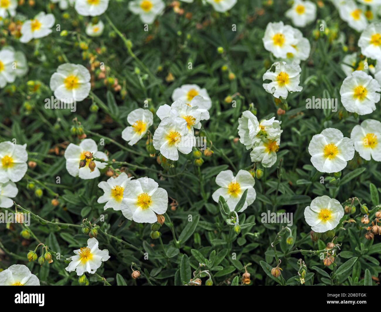 Pretty white flowers of a Helianthemum rock rose plant in a garden, variety The Bride Stock Photo