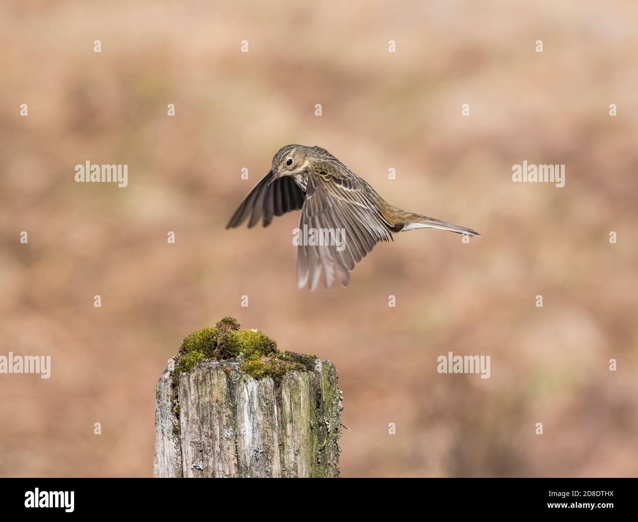 Meadow Pipit, Anthus pratensis, in flight, Dumfries & Galloway, Scotland Stock Photo