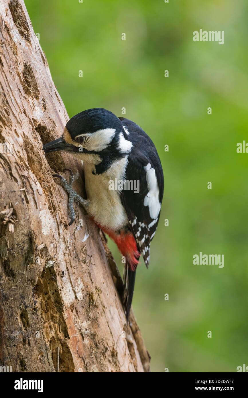 Great Spotted Woodpecker, Dendrocopos major, on a dead Scots Pine branch, Dumfries & Galloway, Scotland Stock Photo