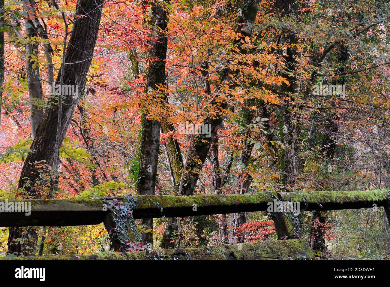 autumn colors Stock Photo