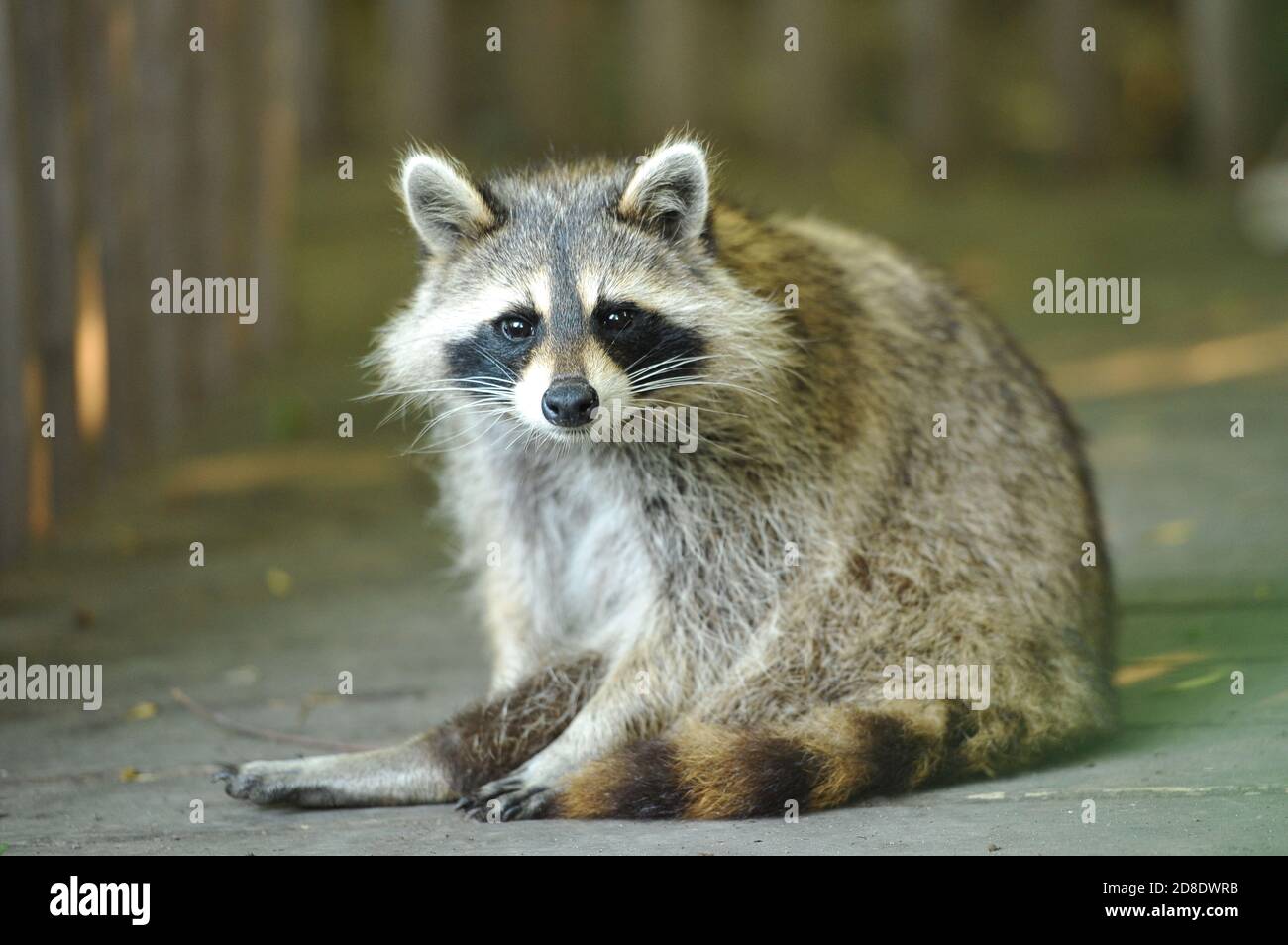 A raccoon looking and grooming itself Stock Photo