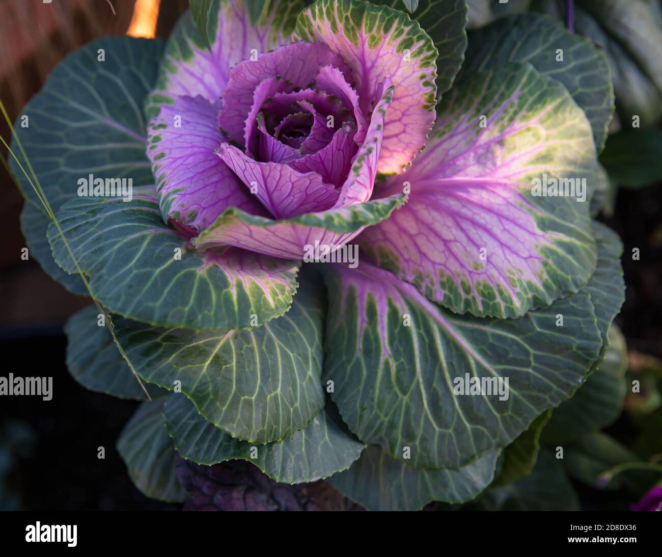 Variegated ornamental grass hires stock photography and images Alamy