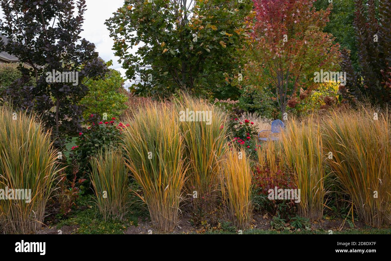 Green ornamental grasses perennials hires stock photography and images
