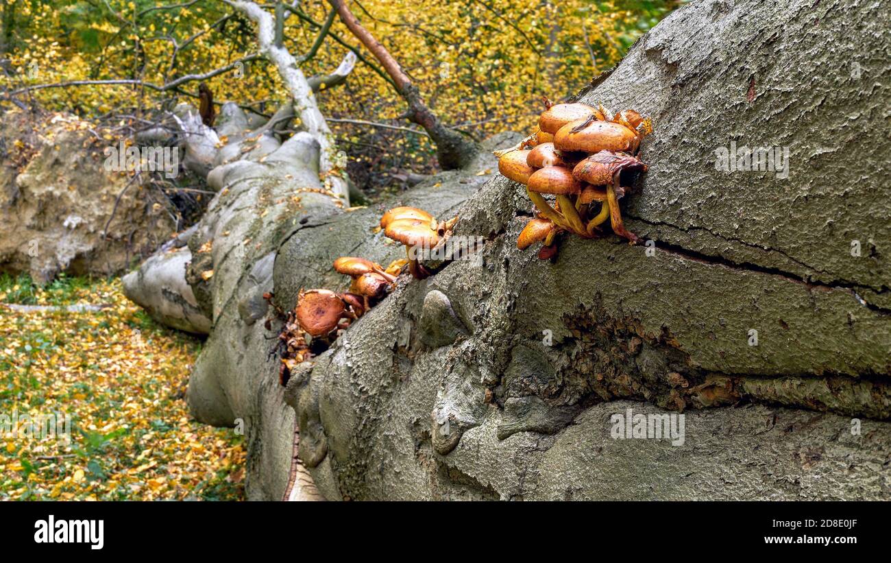 Mushrooms grow on a large fallen beech tree Stock Photo Alamy