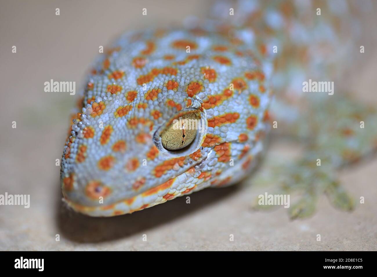 Close up of Gecko or Tropical Asian geckos (Gecko gecko) on the wall of the house, of beautiful skin gecko. It is one of the largest in Thailand Stock Photo