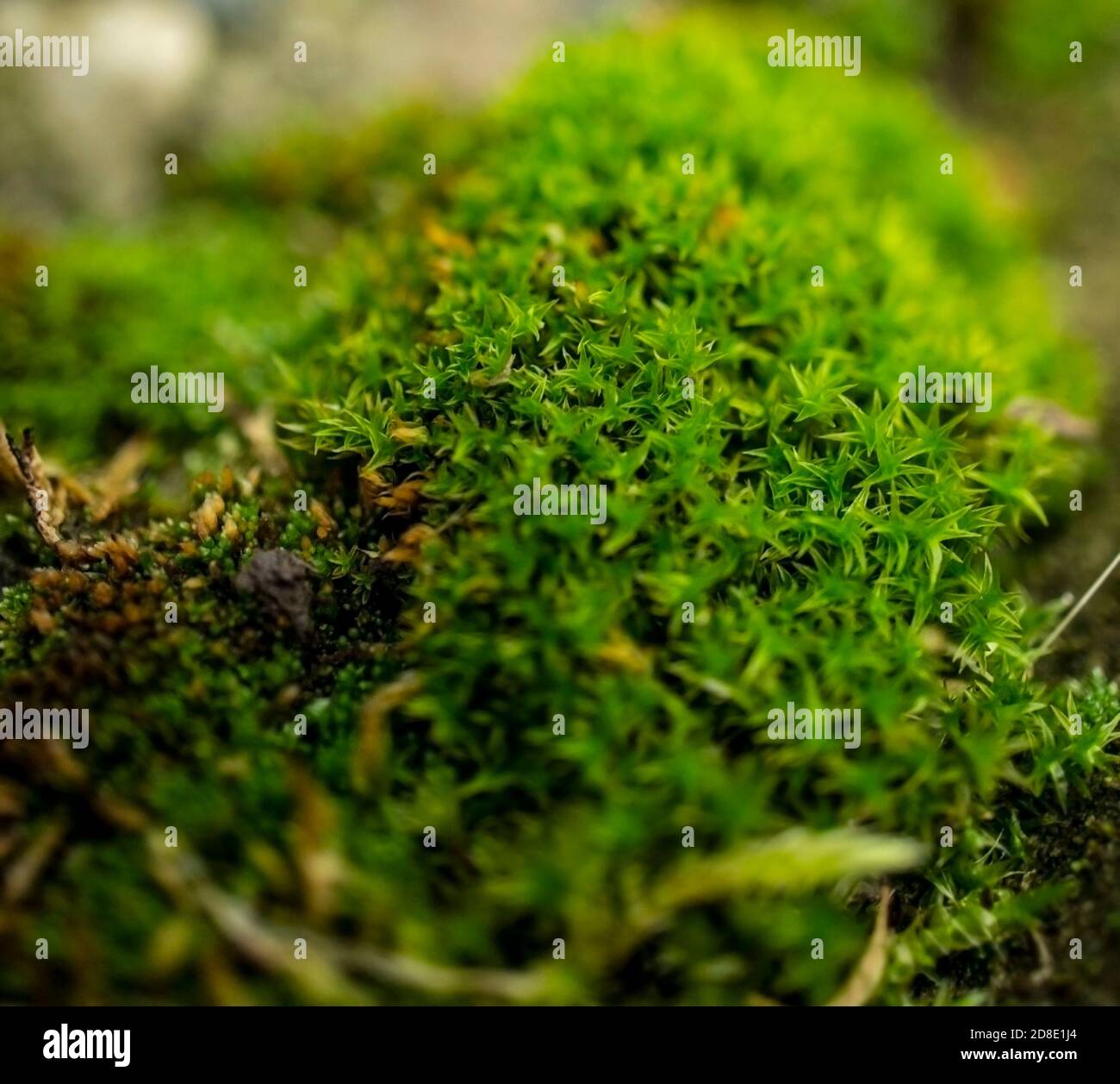 Close-up of green moss. Forest moss hummock. Green natural background Stock Photo
