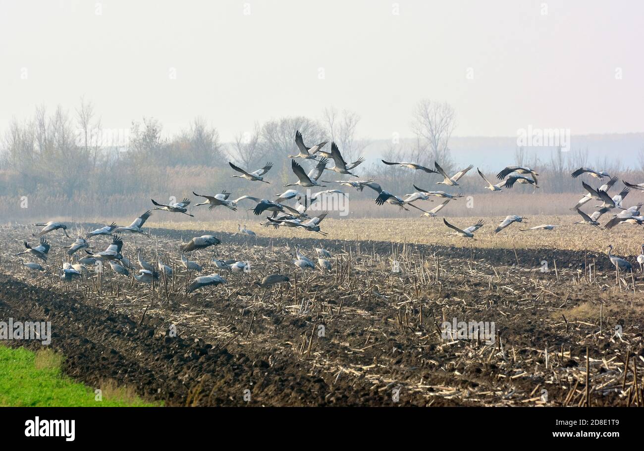 common crane, Eurasian crane, Kranich, Grus grus, daru, Hortobágy, puszta, Hajdú-Bihar County, Hungary, Magyarország, Europe, Hortobágy National Park Stock Photo