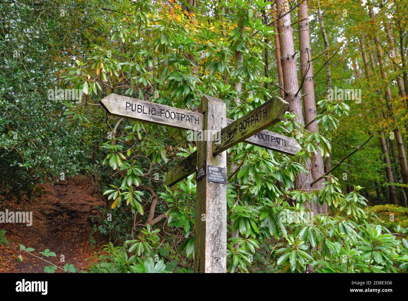 Close up of a wooden public footpath sign in the Surrey Hills at Friday Street Wotton England UK Stock Photo