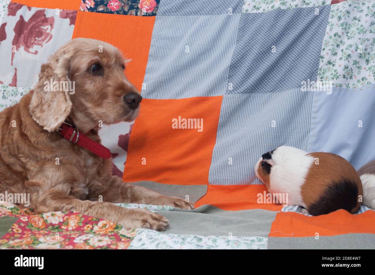Cute red-haired English spaniel plays with a guinea pig at home on the background of a multi-colored patchwork quilt. Portrait of pets in a cozy bright rustic interior. friendly pets. The interaction of different animals. Animals of different species play together. Stock Photo