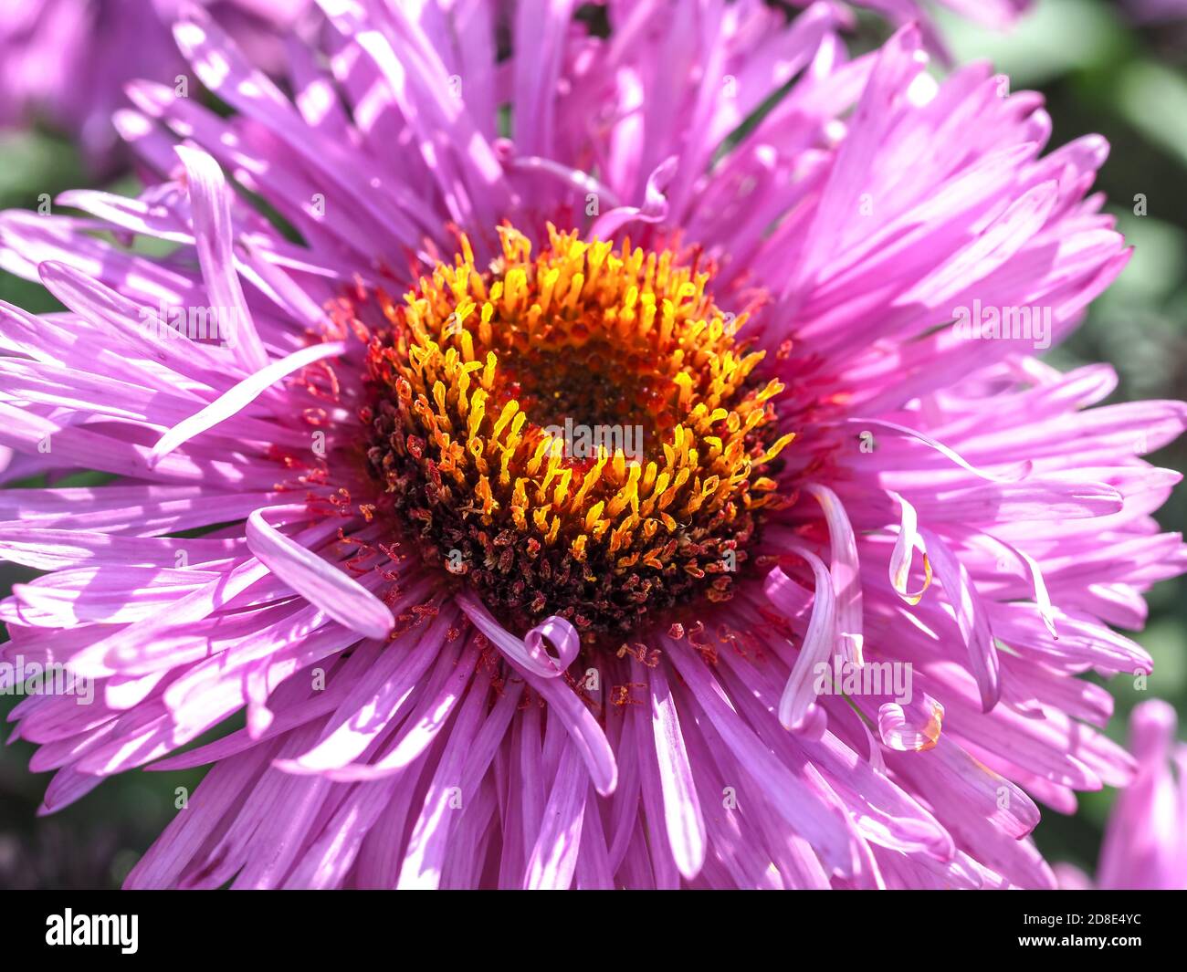 Closeup of a bright purple aster flower in a garden, Aster novi-belgii Peter Pan Stock Photo
