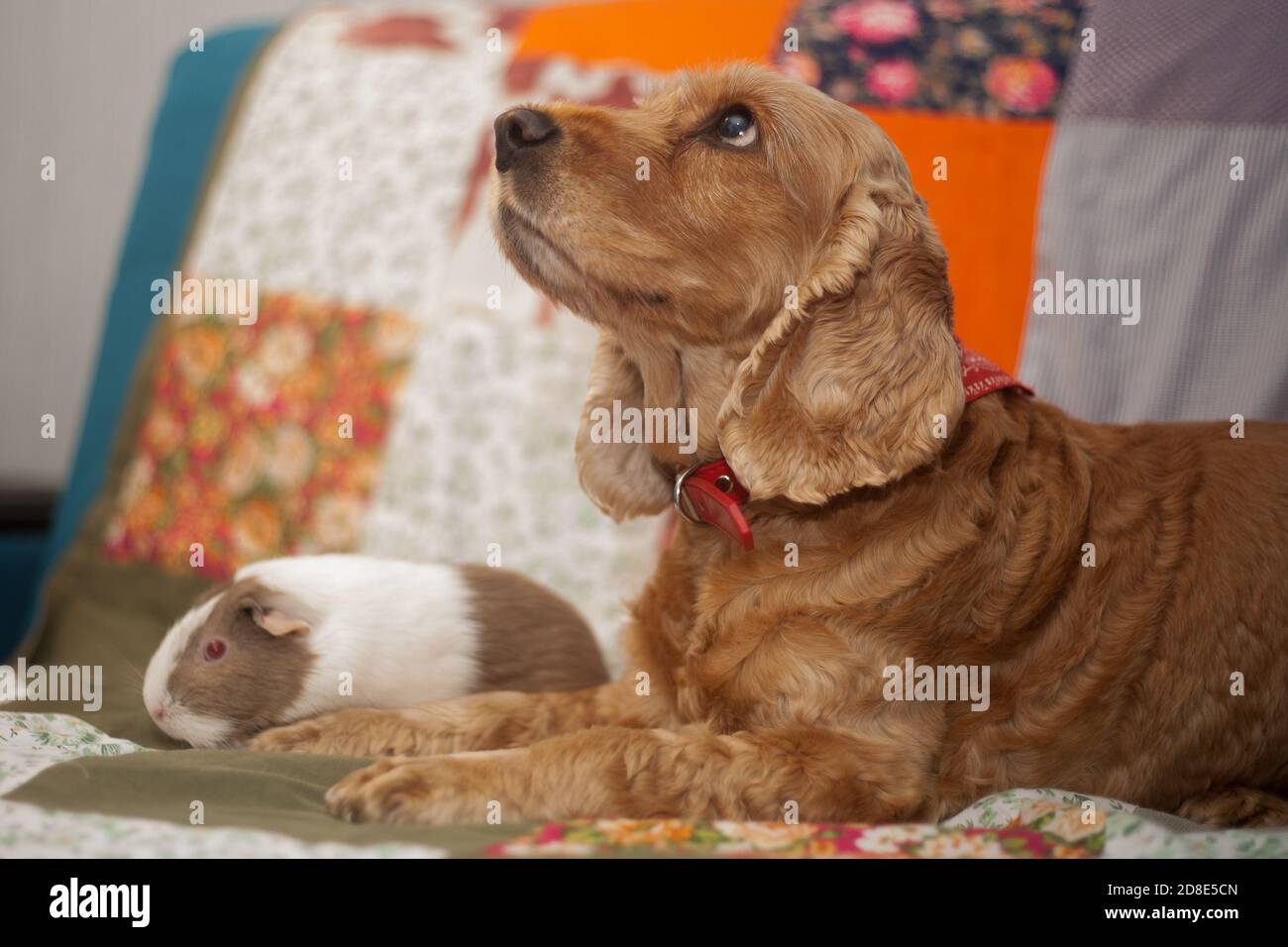 Cute ginger spaniel plays with a guinea pig on the multi-colored patchwork blanket. The interaction of friendly animals. Animals of different species play together in a cozy bright rustic interior. Stock Photo