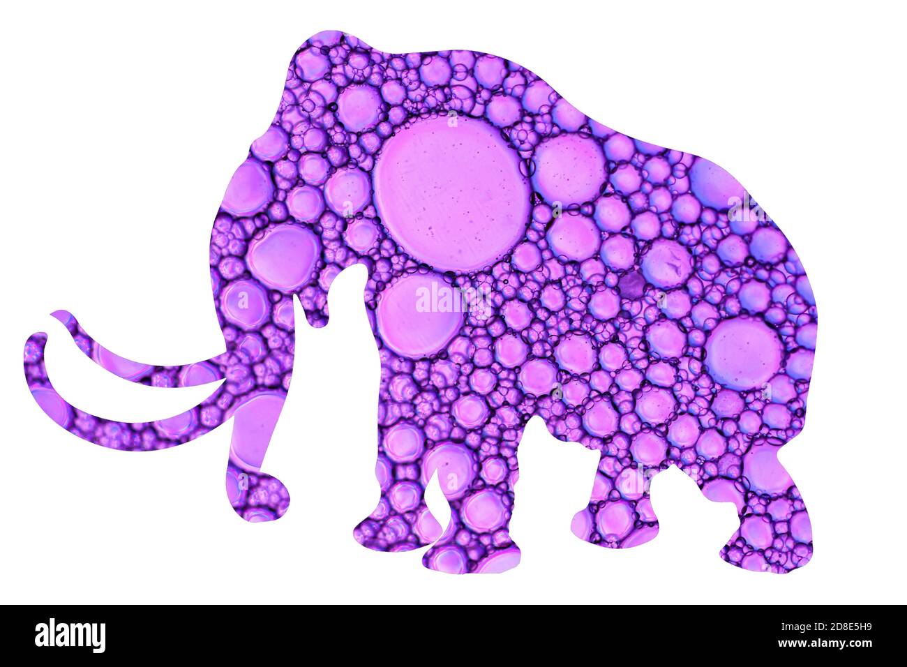 elephant silhouette with colored bubbles texture isolated on white background Stock Photo