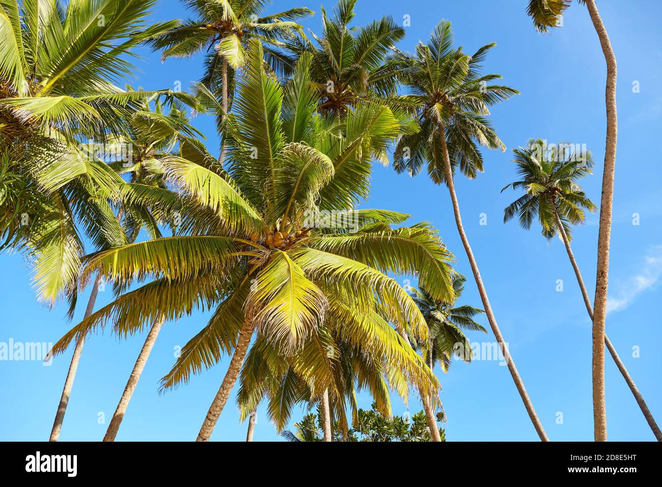 Blue sky summer tropical hi-res stock photography and images - Alamy