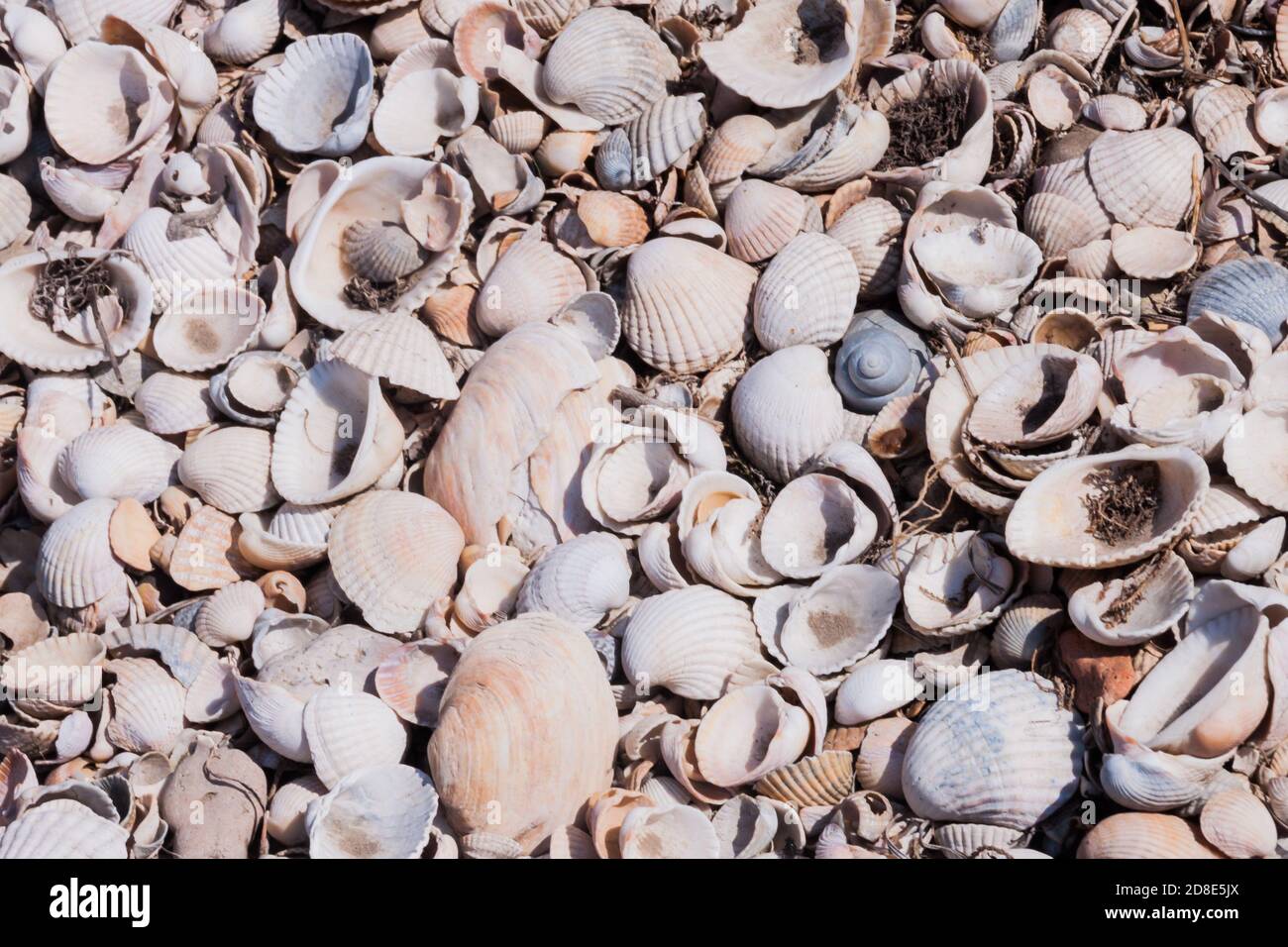 Shell, marine clam (mollusk). Eco-friendly natural sources of calcium.Small sea shells. a scattering of light shells. eco background. Protection of the seas and oceans, protection of nature and ecology. Stock Photo