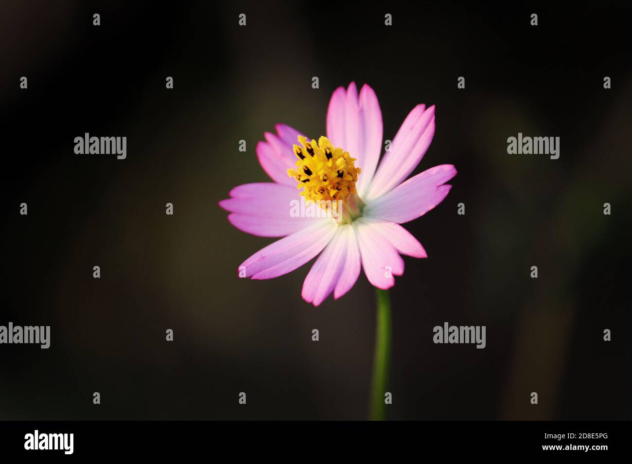 beautiful pink flower, flower wallpaper wild flower , nature hd Stock Photo - Alamy