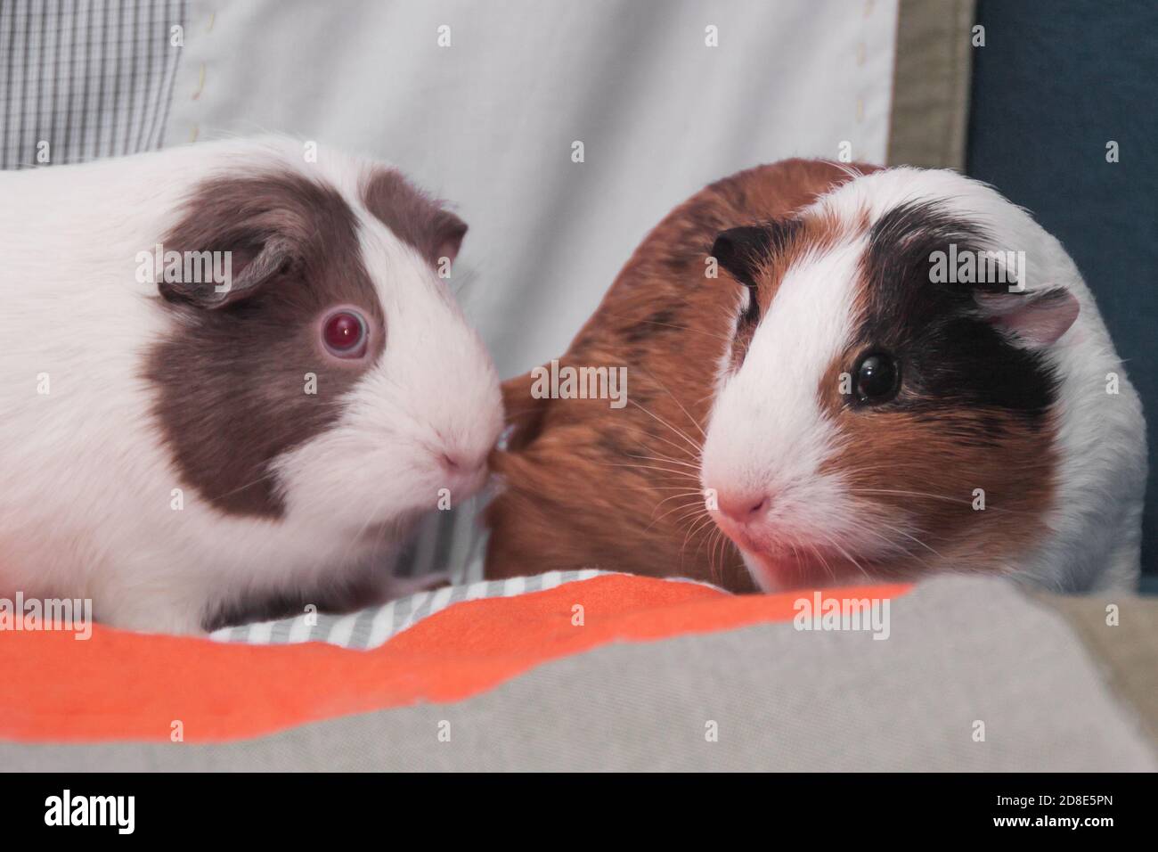 A pair of guinea pigs in a cozy home environment. Close-up indoor portrait of a lovely pet. Unpretentious rodent pet. Cute cavy. Guinea pig with red eyes. Stock Photo