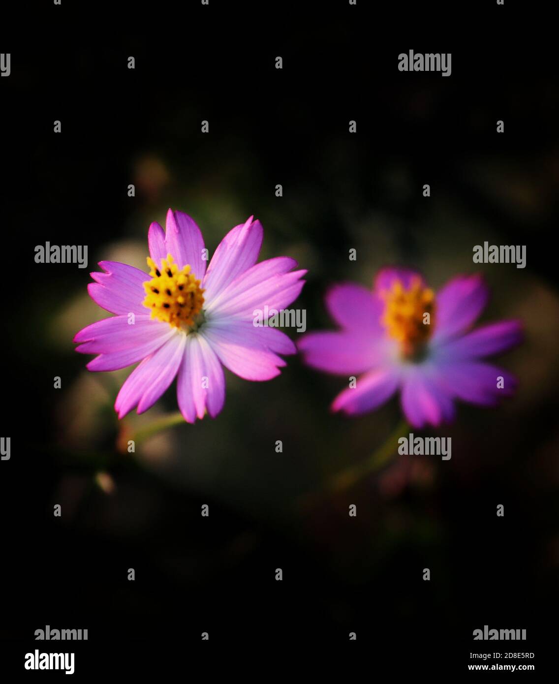 Flower graphic hi-res stock photography and images - Alamy