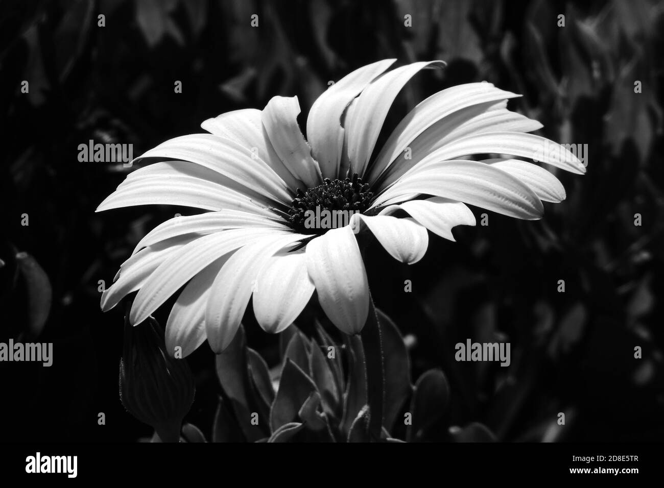 Autumn in the garden Stock Photo - Alamy