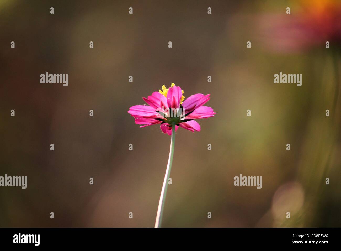 beautiful pink flower, flower wallpaper hd, wild flower , nature wallpaper  hd Stock Photo - Alamy
