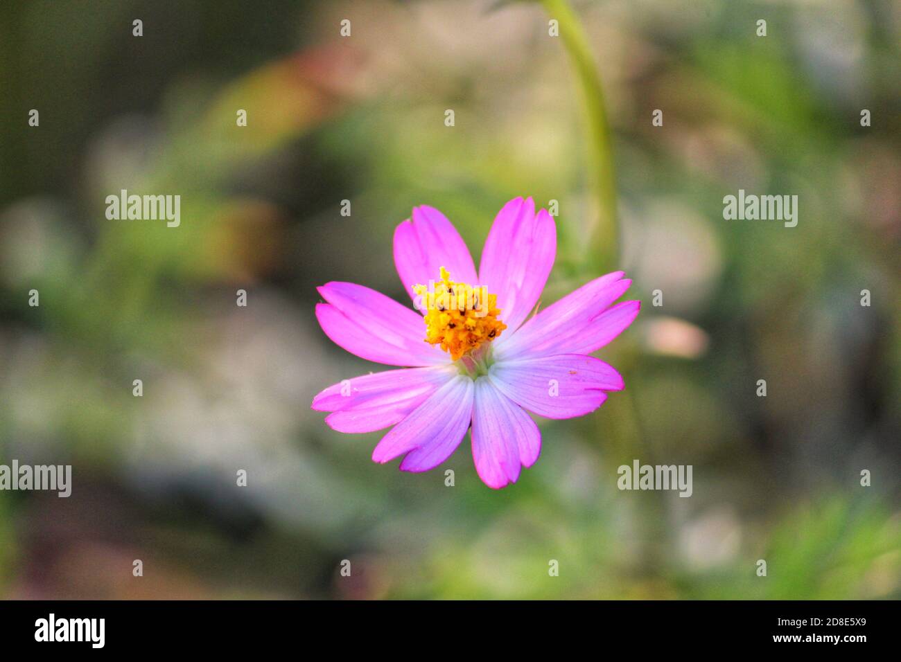beautiful pink flower, flower wallpaper hd, wild flower , nature ...
