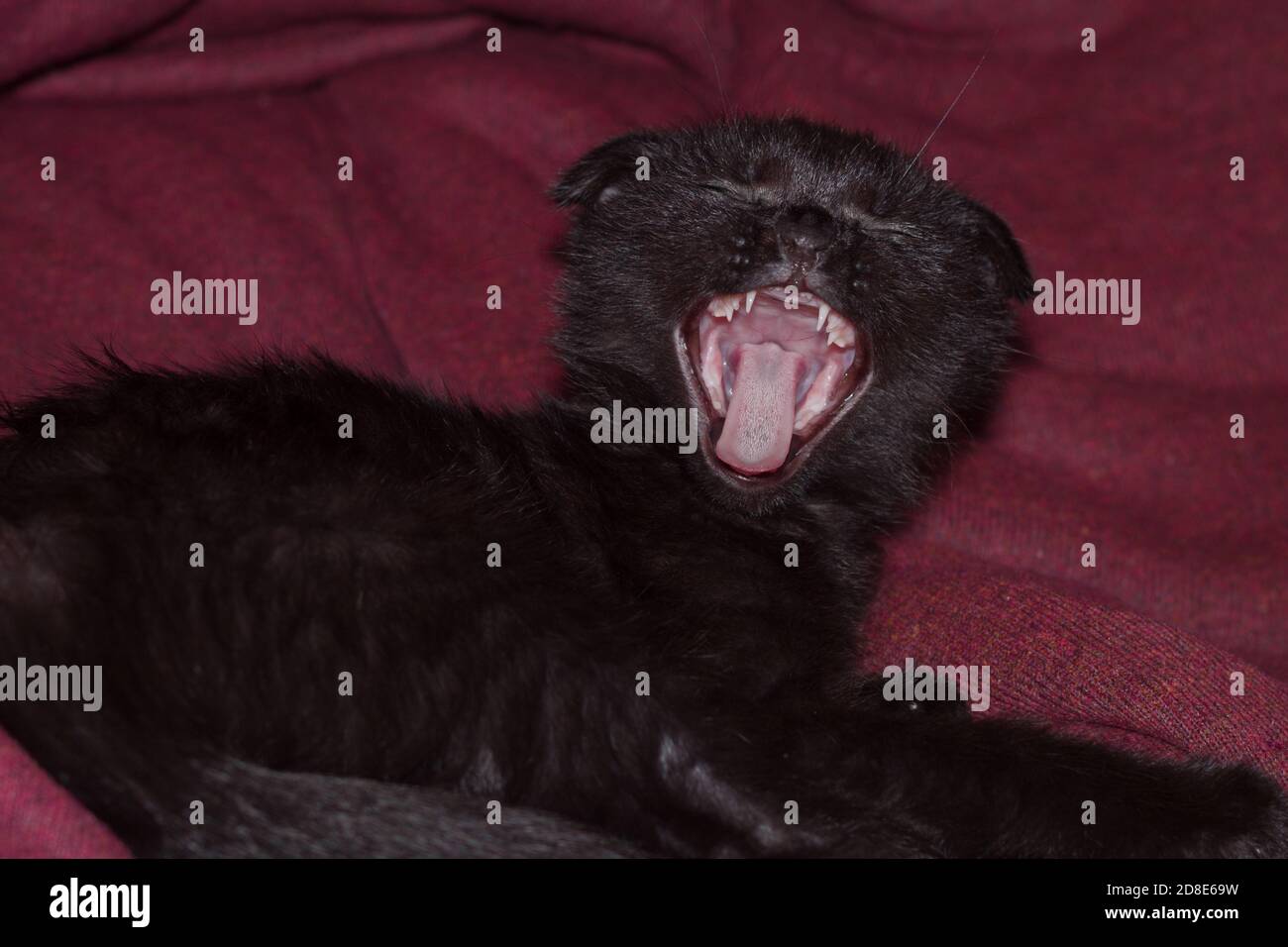 young solid black scottish-fold cat yawns. small cat with an open mouth shows a rough cat's tongue and sharp white teeth. .the cat screams with its mouth wide open Stock Photo