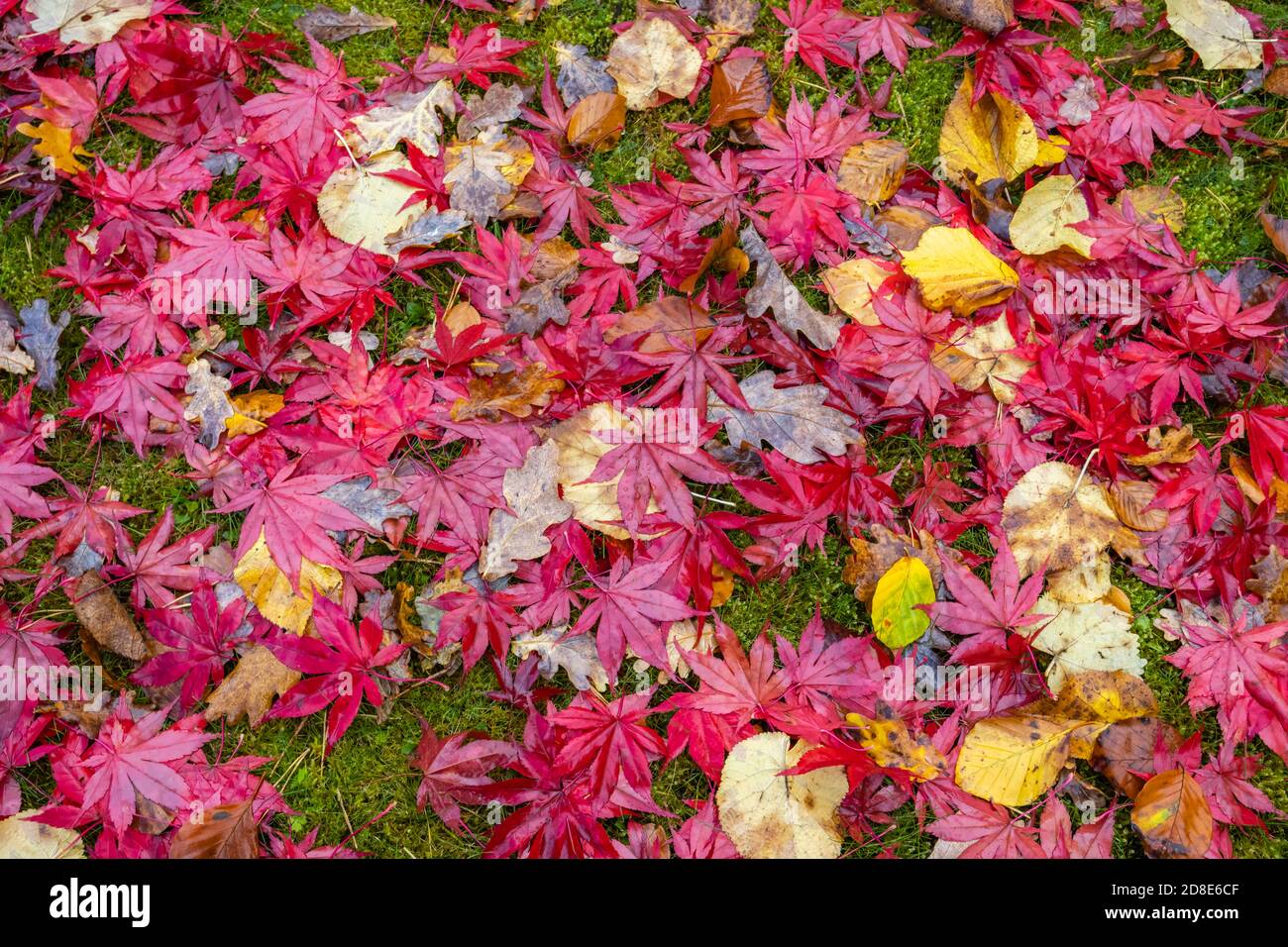 Mixed wet fallen leaves, mainly red Acer palmatum Japanese maple, in rich autumn colours on a lawn in a garden in Surrey, south-east England Stock Photo