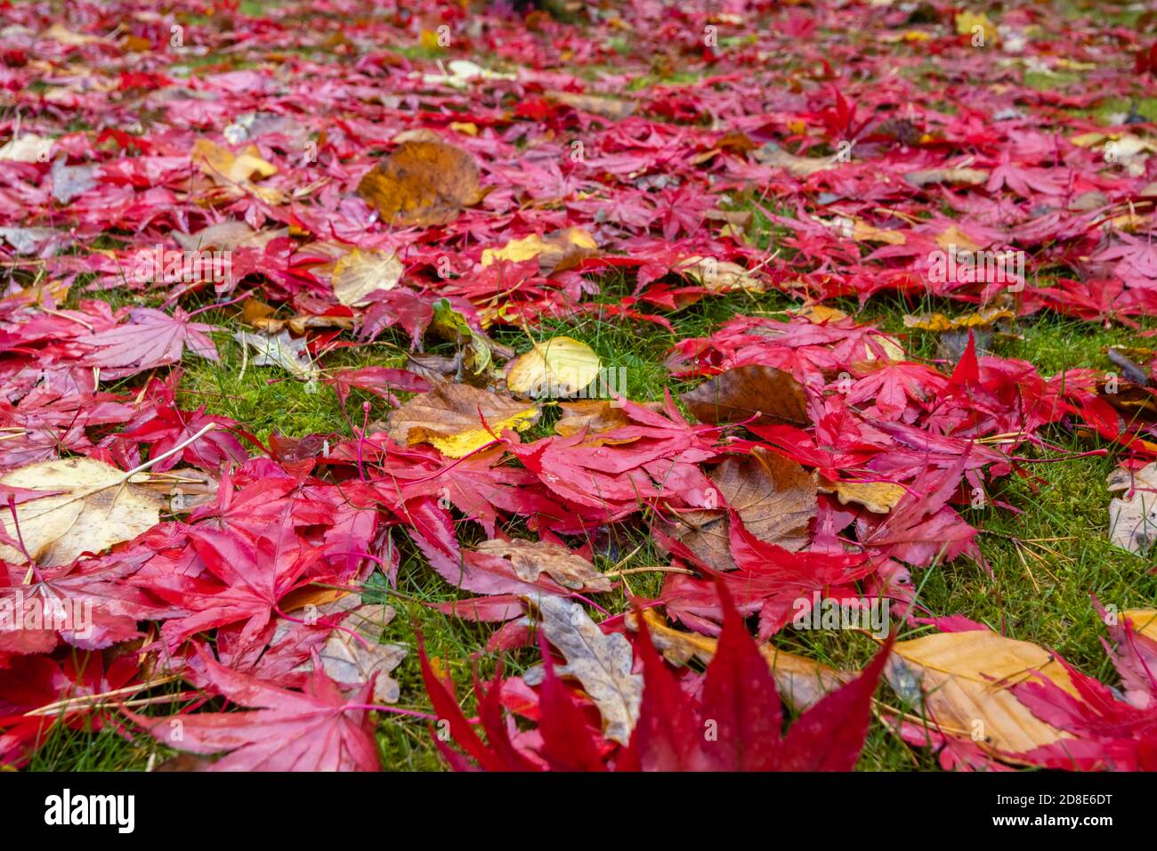 Mixed wet fallen leaves, mainly scarlet red Acer palmatum Japanese maple, in rich autumn colours on a lawn in a garden in Surrey, south-east England Stock Photo