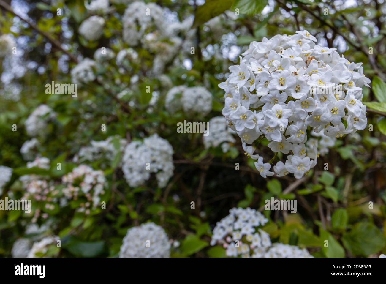 Delicate white flowers (corymbs, inflorescences) of fragrant evergreen shrub Viburnum carlesii (Korean spice viburnum) in flower in spring Stock Photo