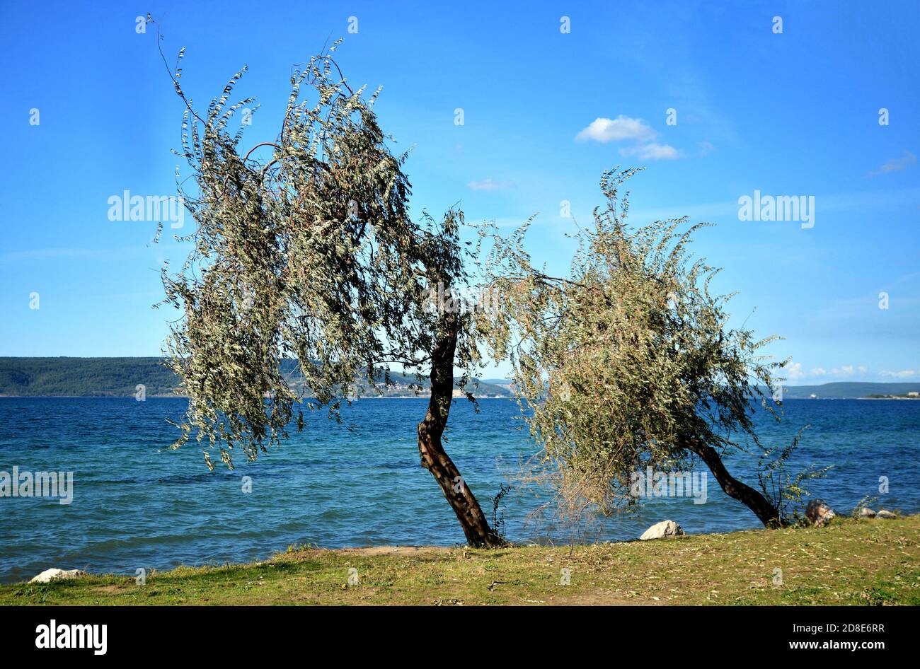 Lonely branchy oleaster trees against blue sky at seaside in fall season. Double trees. Elaeagnus angustifolia, Russian olive, Persian olive trees. Stock Photo