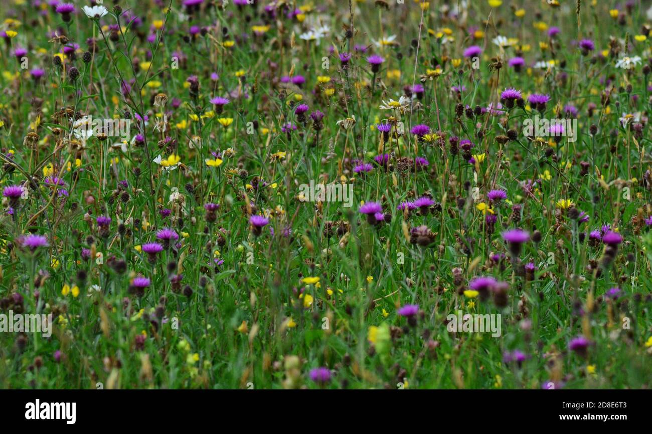 Pretty wildflower grassland meadow with wild flowers, knapweeds Stock Photo