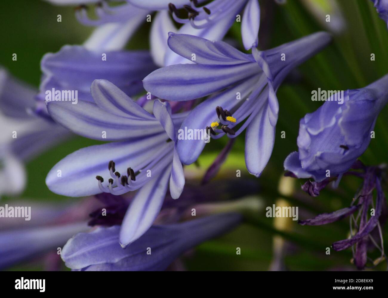 African-lily / Lily of the nile, Agapanthus. Pale blue purple flower. UK Stock Photo