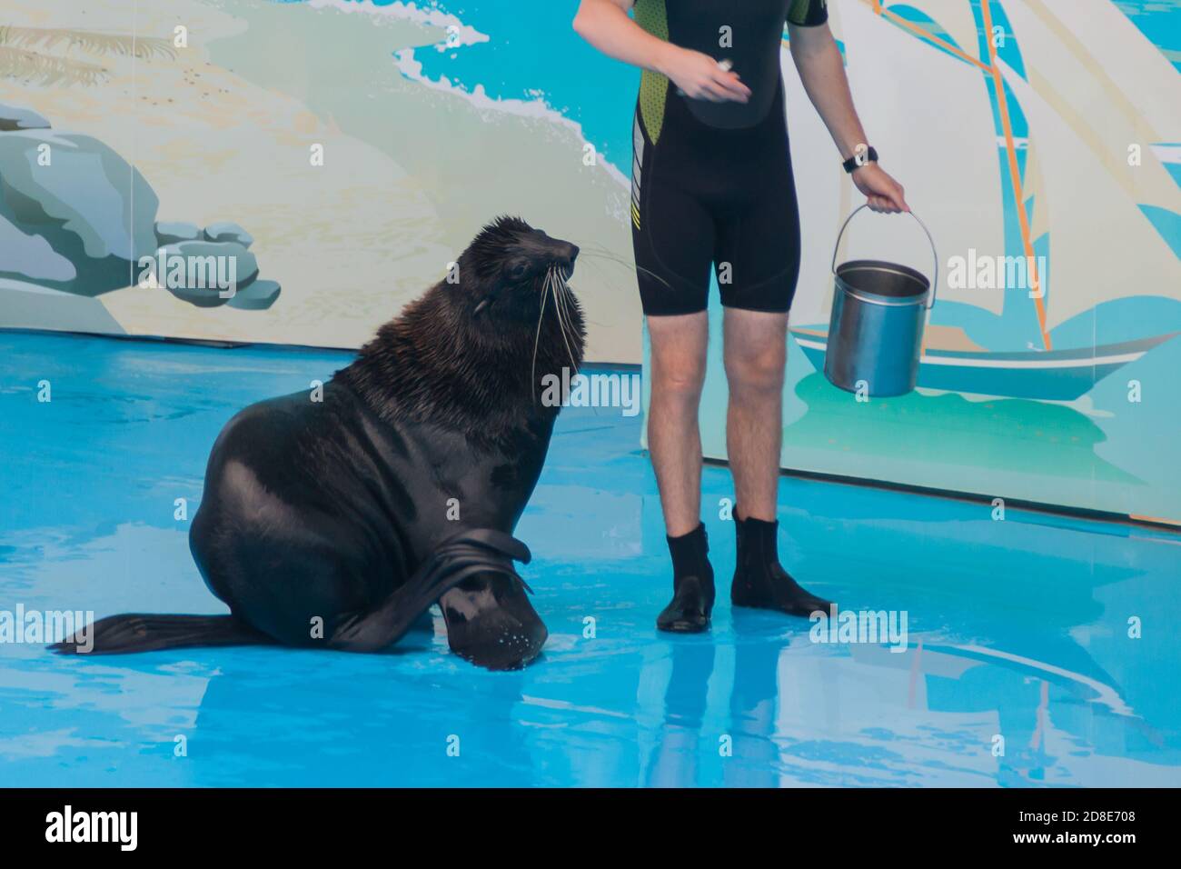 performance of a trained seal in a dolphinarium. a young male trainer