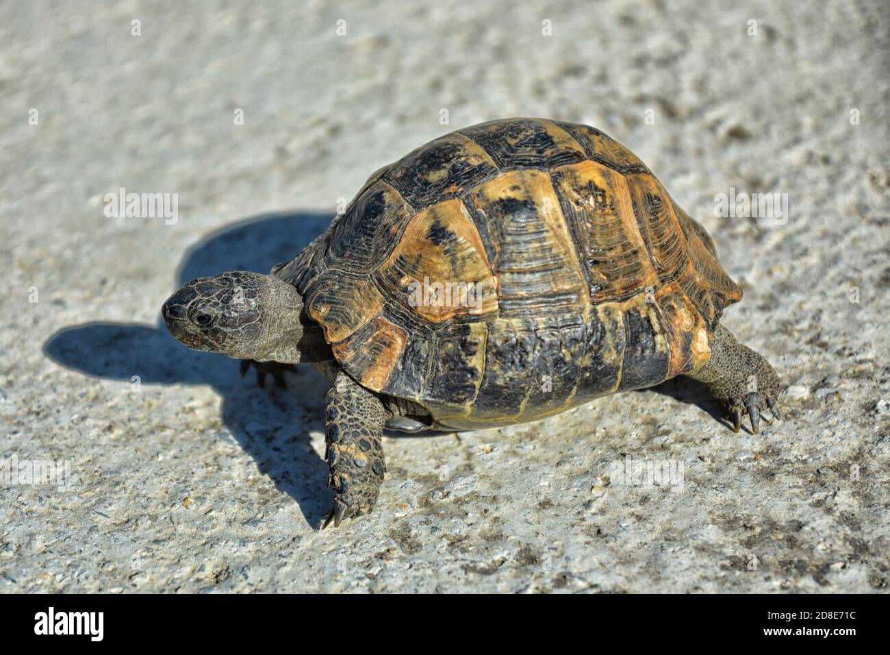 A tortoise is walking. Stock Photo