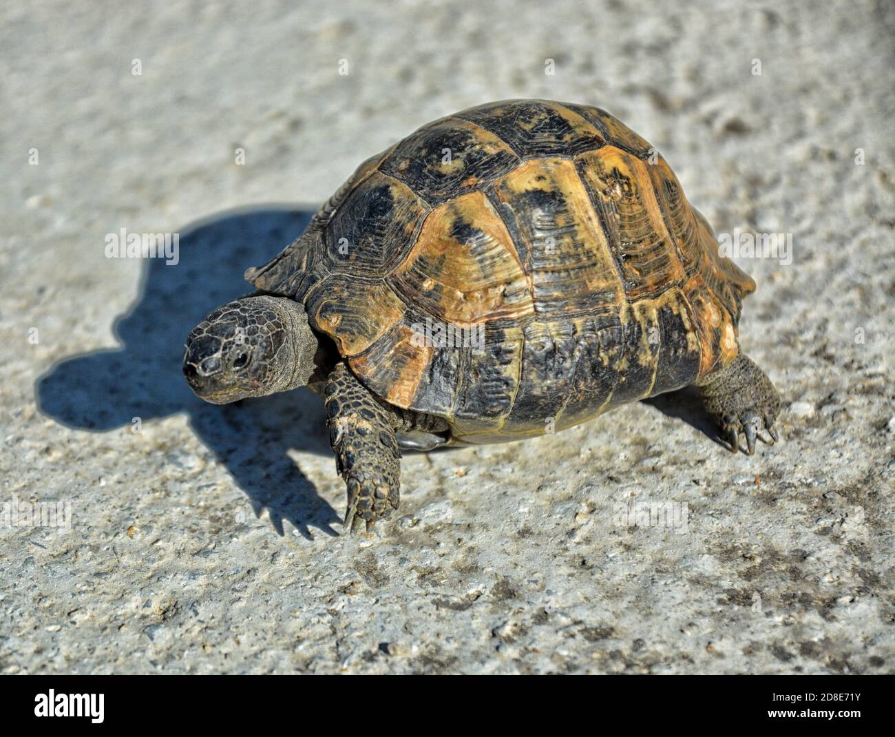 A tortoise in the city. Stock Photo