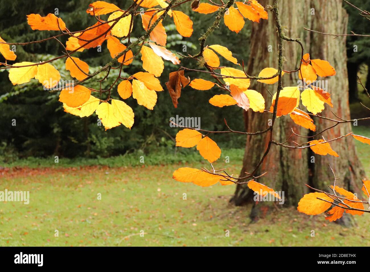 Autumn trees Stock Photo