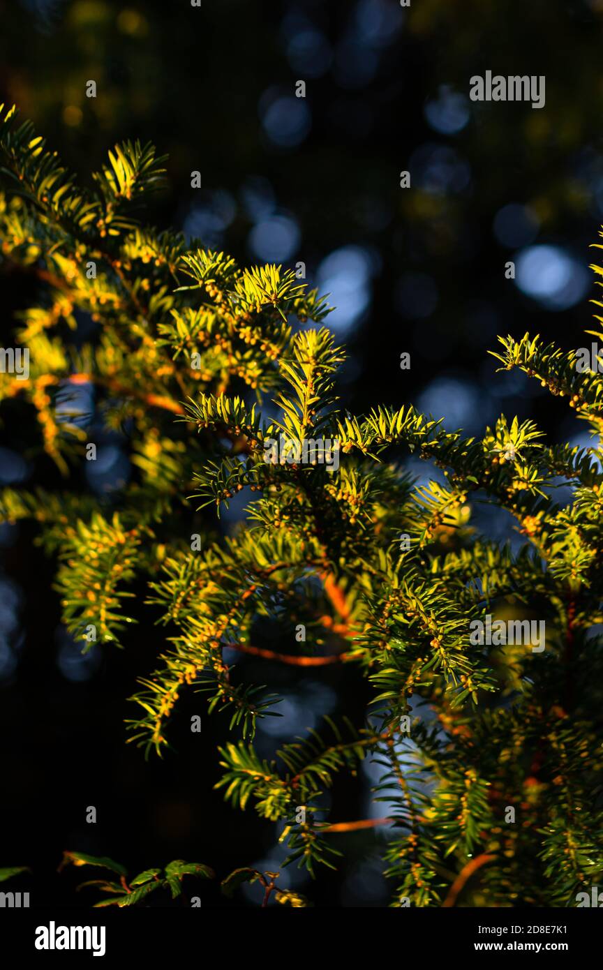 Golden evening light illumintes needled foliage of a fir tree with a blurred bokeh background. Stock Photo