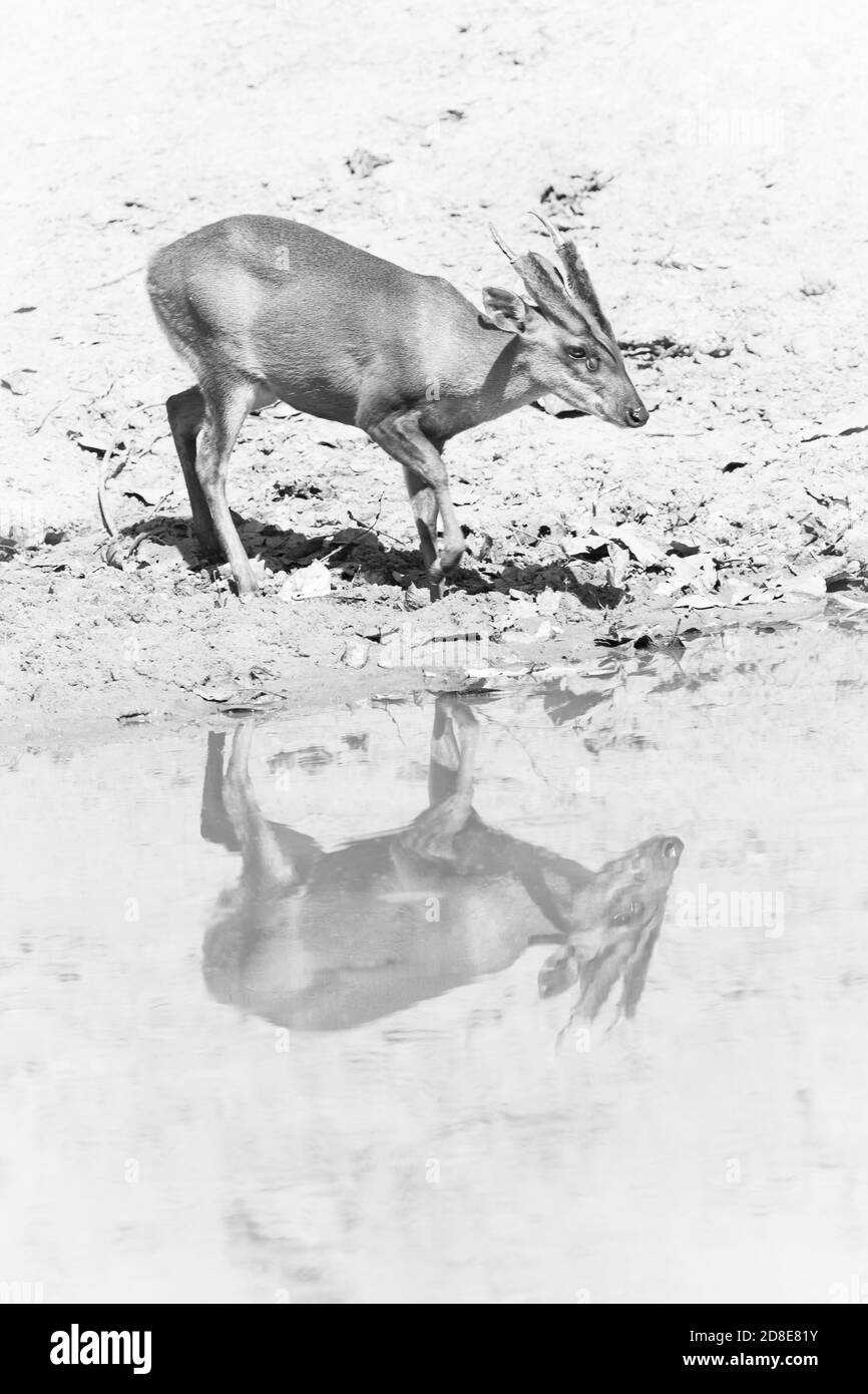 Barking deer (Muntiacus muntjak) drinking from a watering hole in India Stock Photo