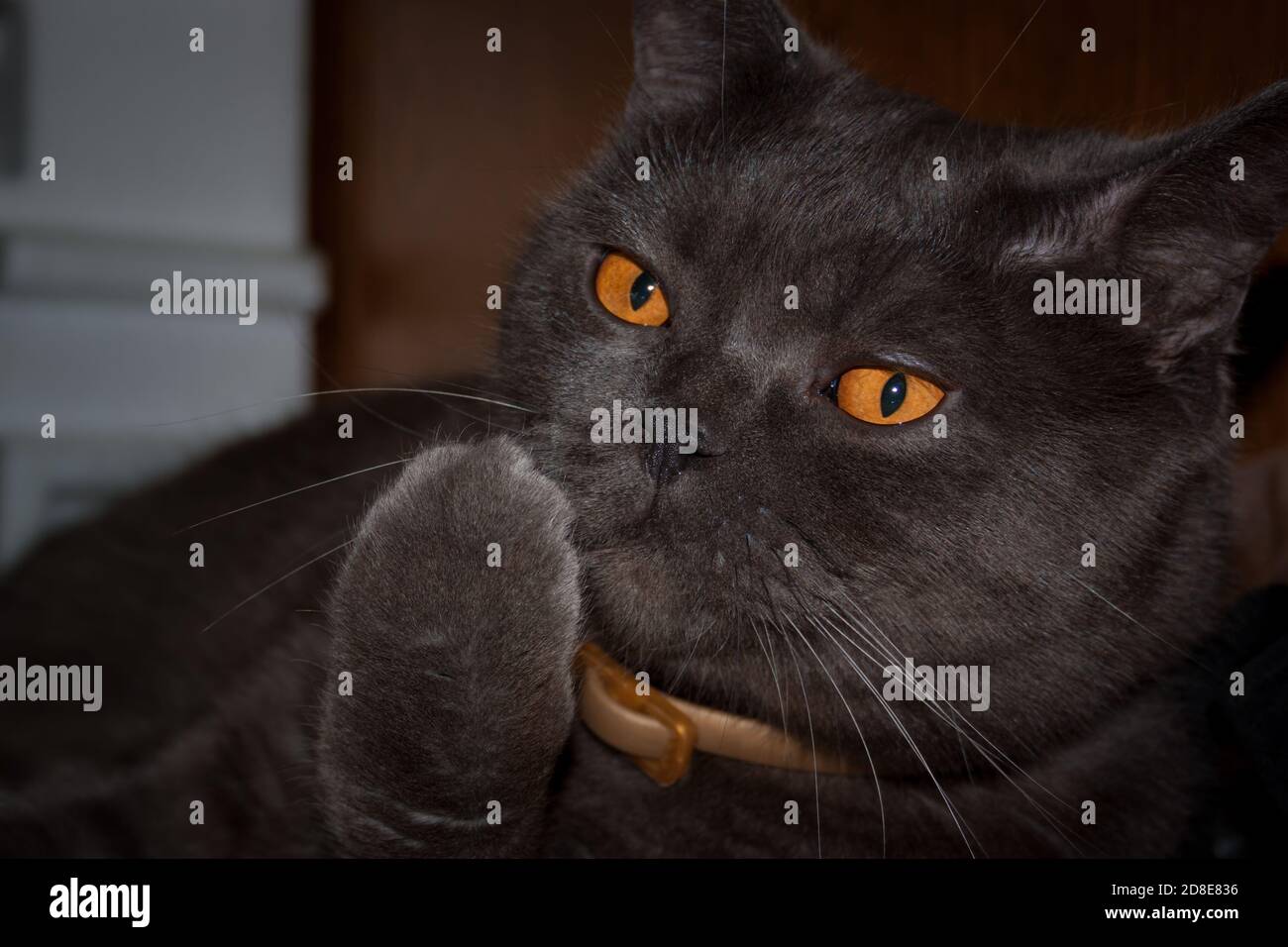 solid blue (gray) color british cat looks thoughtfully into the distance Stock Photo Alamy