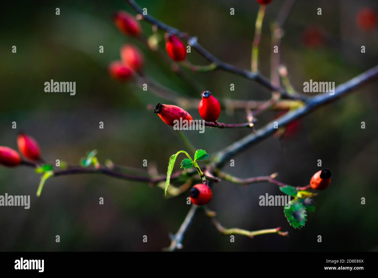 Wild rosehip berries. Shallow focus a with a blurred background. Stock Photo
