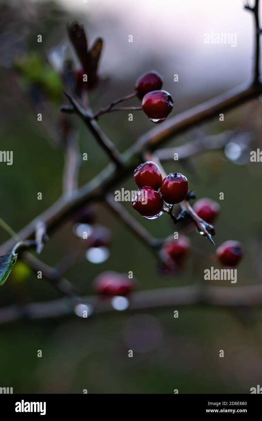 Wild rowan berries, wet with droplets of water. Shallow focus with a blurred background. Stock Photo