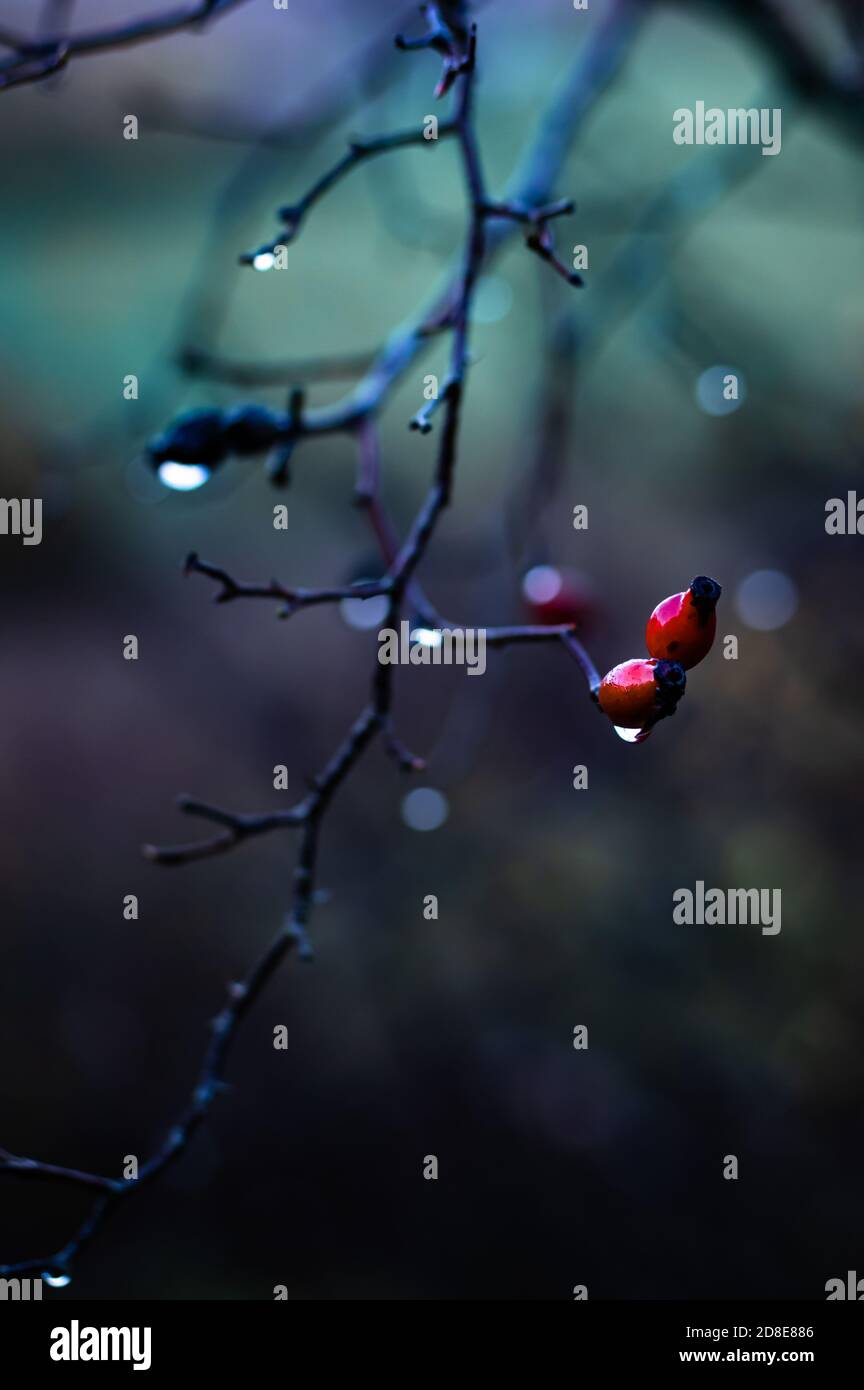 Wild rosehip berries in a cold light. Shallow focus a with a blurred background. Stock Photo