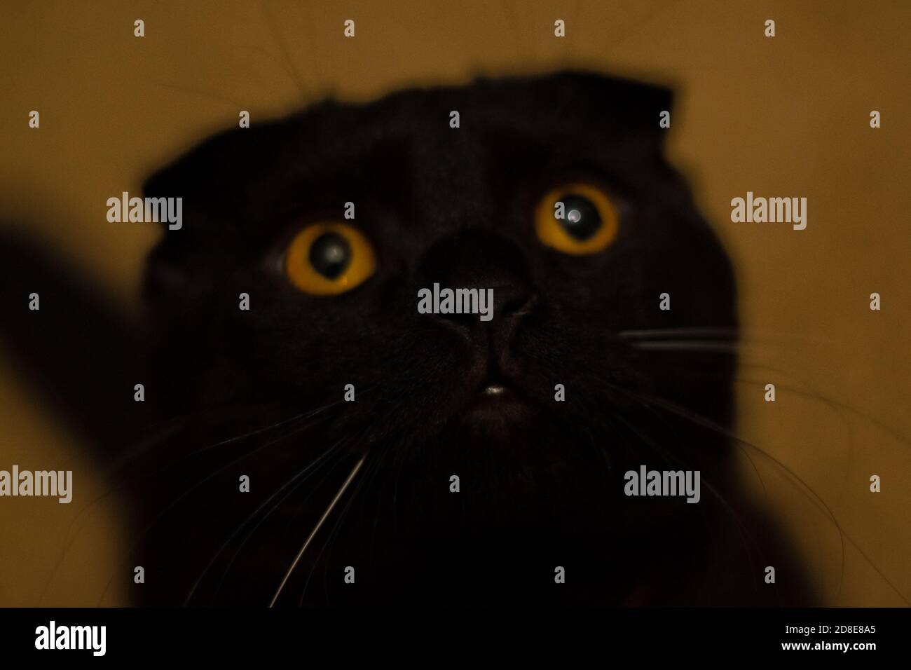 black scottishfold cat with white mustache. black wet cat nose close