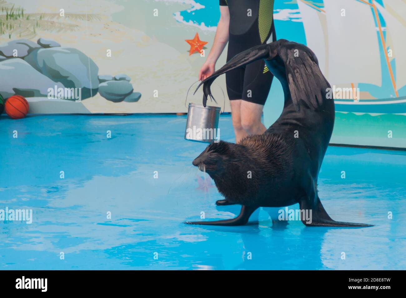 Trained seal hires stock photography and images Alamy